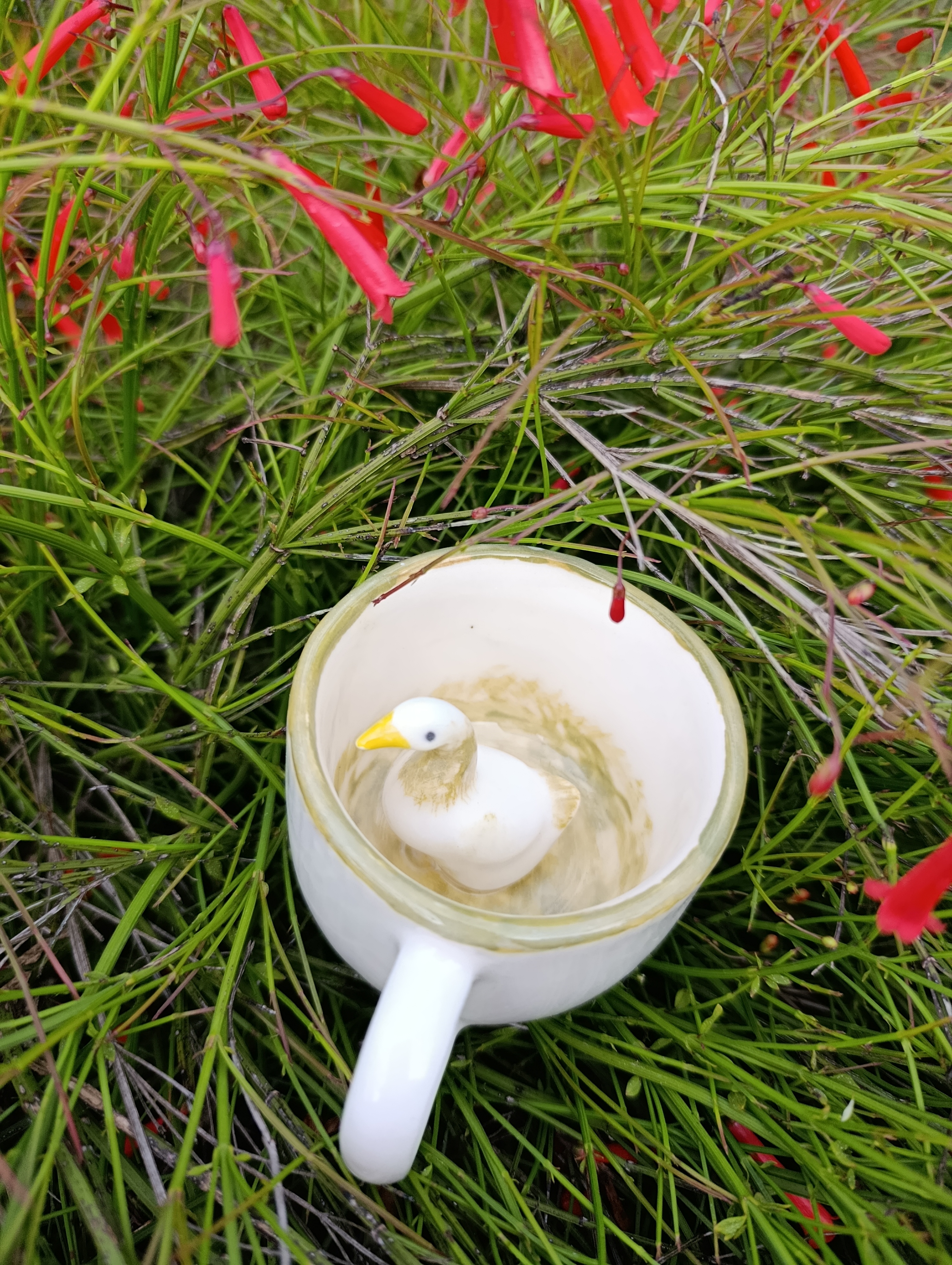 فنجان حیوان شناور